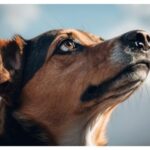 A close-up of a mixed-breed dog with a focused and thoughtful expression, looking upwards against a clear blue sky.