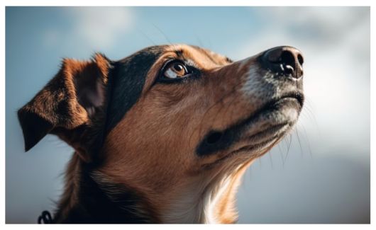 A close-up of a mixed-breed dog with a focused and thoughtful expression, looking upwards against a clear blue sky.