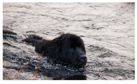 A black Newfoundland dog swimming in a river.