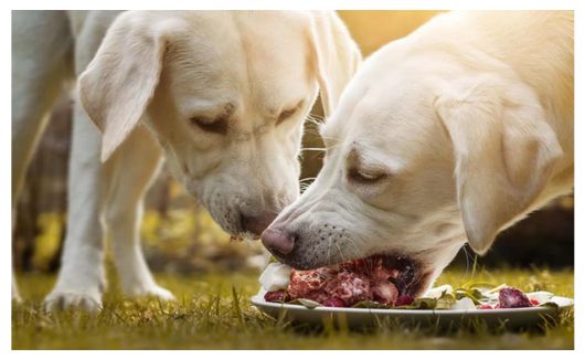 Two white Labrador Retriever dog breeds eating raw meat from a bowl outdoors.