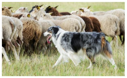 A herding dog controlling a flock of grazing animals in the pasture.