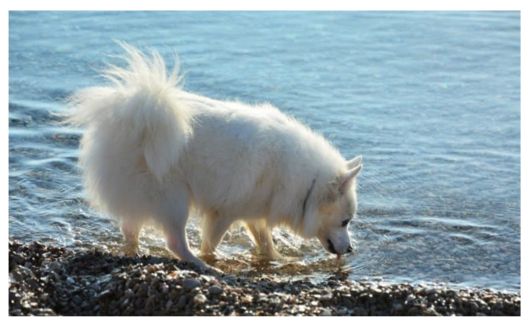 A fluffy white American Eskimo dog standing on a rocky shore and drinking water from the sea.