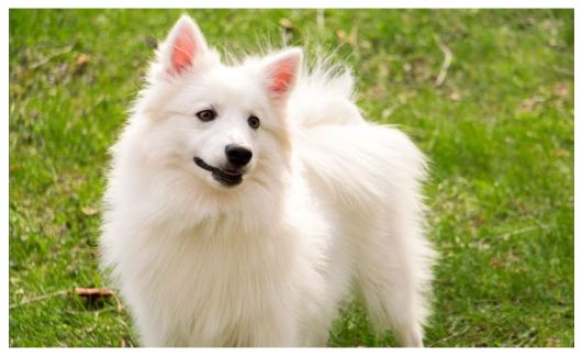 American Eskimo dog standing on green grass.