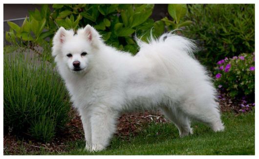 A fluffy white American Eskimo Dog with pointed ears and a thick coat stands on a grassy lawn with greenery and purple flowers in the background.