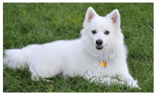 A white fluffy American Eskimo Dog lying on green grass with a happy expression.