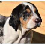 An American Leopard Hound with a distinctive coat pattern featuring black, white, and brown patches. The dog has a white blaze on its face, floppy ears, and expressive eyes looking off to the side.