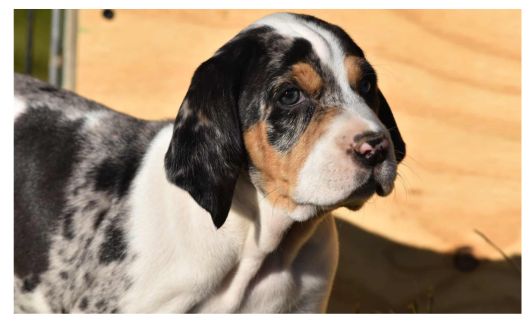 An American Leopard Hound with a distinctive coat pattern featuring black, white, and brown patches. The dog has a white blaze on its face, floppy ears, and expressive eyes looking off to the side.