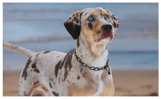 American Leopard Hound with blue eyes standing on a sandy beach, viewing up courteously.