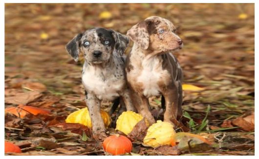 American Leopard Hound puppies standing among fallen autumn leaves.