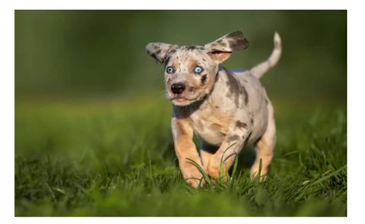 American Leopard Hound with a Merle coat pattern and bright blue eyes running on a grassy field.