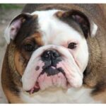 An Australian Bulldog with a wrinkled face and distinctive black, white, and brown fur markings.