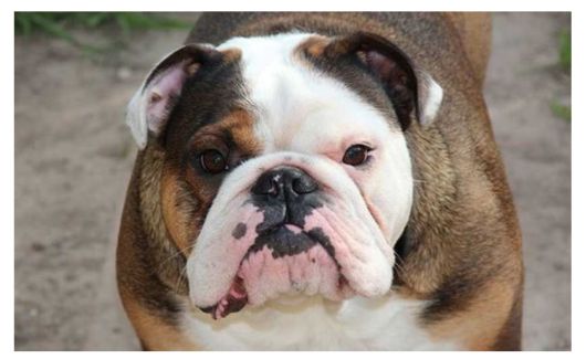 An Australian Bulldog with a wrinkled face and distinctive black, white, and brown fur markings.