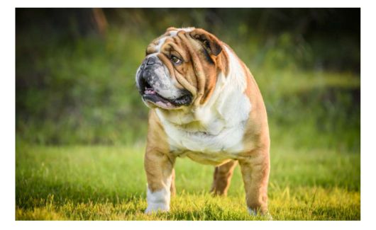 Australian bulldog standing on green grass, looking to the side with a wrinkled face.