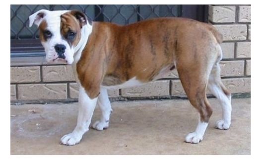 An Australian bulldog stands outdoors near a brick wall and metal fence. 