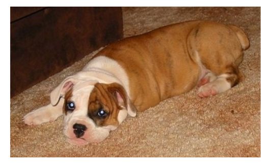 An Australian Bulldog puppy lies on a beige carpet, looking forward with a relaxed expression.