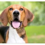 American Foxhound standing outdoors, with its tongue out and ears hanging down.