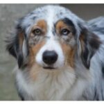 This is an Australian Shepherd dog with a multicoloured coat, including grey, white, and brown patches and soulful brown eyes.