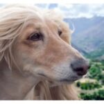 An Afghan Hound with long, flowing, light brown fur gazes into the distance.