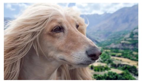 An Afghan Hound with long, flowing, light brown fur gazes into the distance.