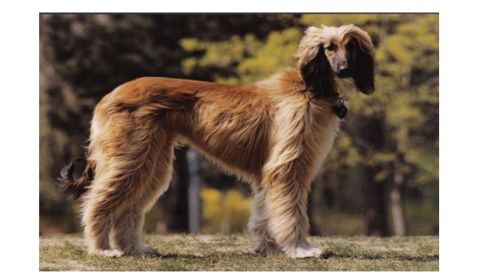 An Afghan Hound, a dog with long, flowing tan fur and dark facial features, is standing outdoors in a grassy area.