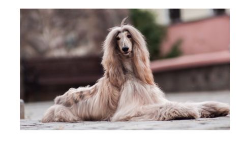 A long-haired Afghan Hound lying outdoors on a stone surface.