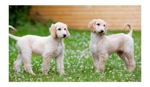 Two light-colored Afghan Hound puppies standing on grass, with soft, fluffy fur and curved tails, looking in different directions.