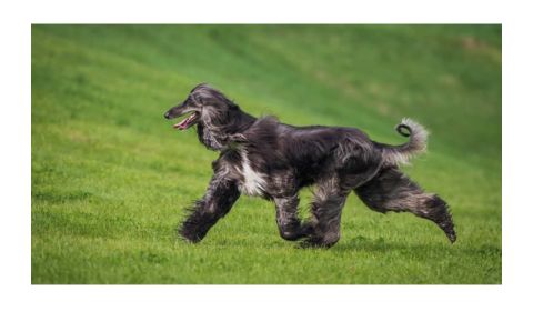 A long-haired Afghan Hound running joyfully on a grassy field.