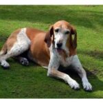 American English Coonhound dog with a relaxed posture lying on green grass.