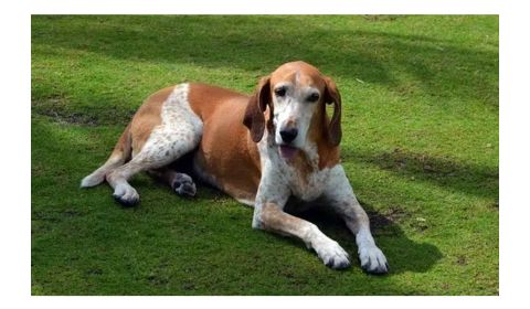 American English Coonhound dog with a relaxed posture lying on green grass.