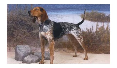 American English coonhound stands proudly on a sandy beach with grassy dunes and a rocky outcrop in the background.