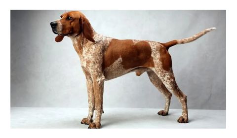 American English Coonhound dog with a reddish-brown and white coat. The dog has large, floppy ears and a long, straight tail.