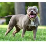 A muscular American Bully dog standing on green grass with a wide, happy smile, broad shoulders, and a short, stocky build.