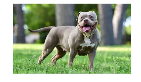 A muscular American Bully dog standing on green grass with a wide, happy smile, broad shoulders, and a short, stocky build.