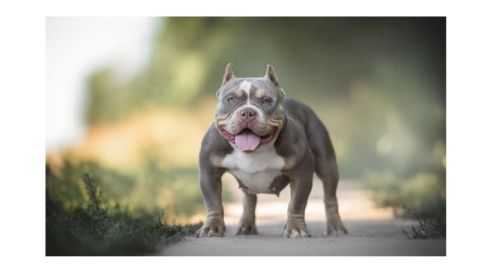  A muscular American Bully dog standing on a pathway, with a wide stance and a friendly expression, tongue out.