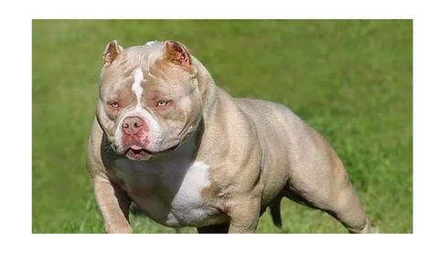 A muscular, light brown, white American Bully dog standing on a grassy lawn, displaying a stocky build and a strong stance.