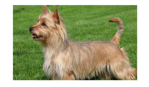 A small, light brown Australian Terrier dog with a long, wiry coat standing on a grassy lawn. 