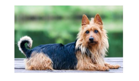 A small Australian Terrier dog lying on a wooden platform with a long, coarse black and tan coat.