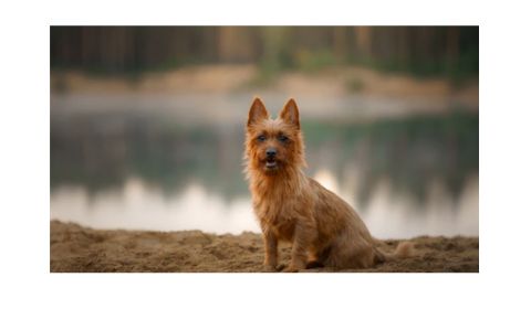 A small, scruffy brown Australian Terrier dog with upright ears sits on sandy ground near a calm lake.