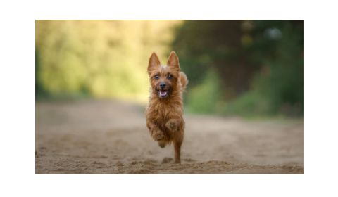 A small, energetic Australian Terrier dog running on a sandy path.