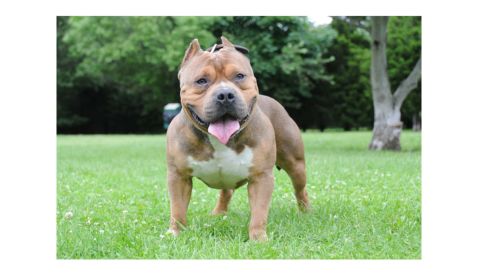 A muscular American Bully dog with a cropped ear standing on a green grassy field.