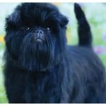 A black Affenpinscher dog standing outdoors with flowers in the background.