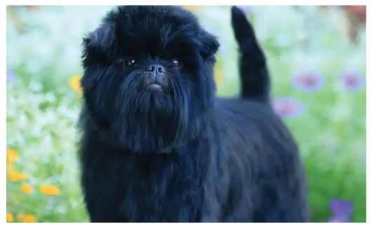 A black Affenpinscher dog standing outdoors with flowers in the background.