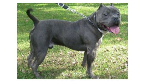 American Bully dog with a broad head and stocky build standing on a grassy lawn, on a leash.