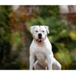 A large white American Bulldog sitting outdoors with a relaxed expression, slightly tilted head, and tongue partially out.