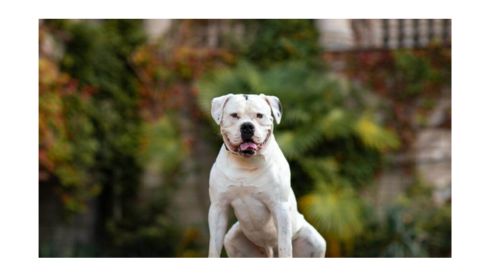 A large white American Bulldog sitting outdoors with a relaxed expression, slightly tilted head, and tongue partially out.