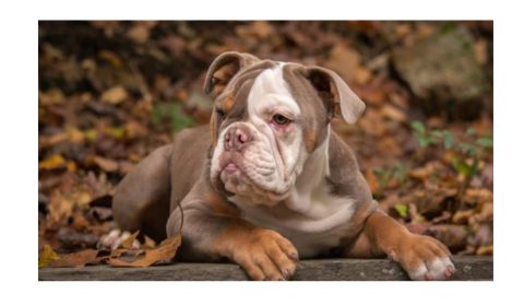 An American bulldog with a light brown, white, and tan coat lies on a leaf-covered ground outdoors, resting its head on its front paws while looking into the distance.