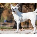 Canaan dog standing alert in an outdoor setting, with upright ears and a curled tail, looking ahead.