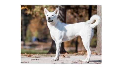 Canaan dog standing alert in an outdoor setting, with upright ears and a curled tail, looking ahead.