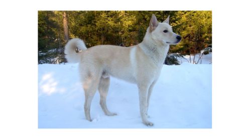 A light-colored Canaan Dog standing on snow, with a curled tail and pointed ears, looking into the distance.