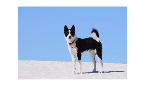 A black and white Canaan dog with pointed ears, standing on a snowy surface under a clear blue sky.